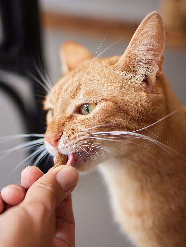 hand feeding treat to cat